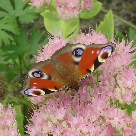 Alojamento de Acomodação e Pequeno-almoço La Bastide Du Moulin - Mont St Michel 3*