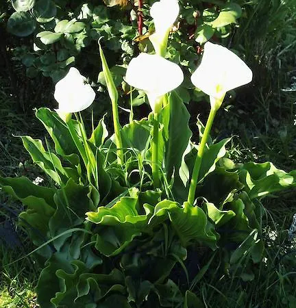 Alojamento de Acomodação e Pequeno-almoço La Bastide Du Moulin - Mont St Michel