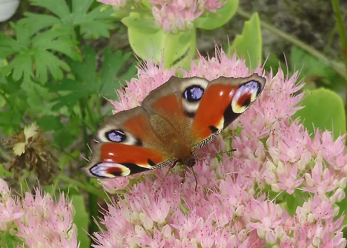 Bed & Breakfast La Bastide Du Moulin - Mont St Michel 3*
