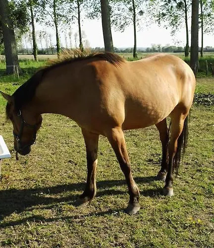Nocleg ze śniadaniem La Bastide Du Moulin - Mont St Michel 3*