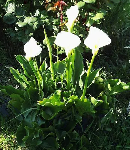 Bed & Breakfast La Bastide Du Moulin - Mont St Michel